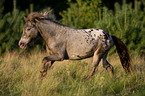 running Shetlandpony