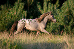 running Shetlandpony