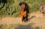 running Shetlandpony