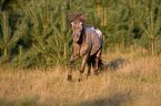 running Shetlandpony