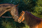 Shetlandpony and warm-blood