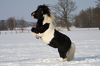 rearing up Shetland Pony