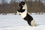 rearing up Shetland Pony