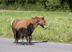 Shetland Ponys