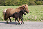 trotting Shetland Ponys