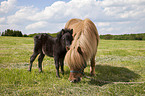 Shetland Ponys