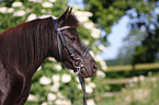 Shetland pony Portrait