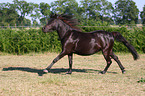 galloping Shetlandpony