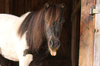 Shetland Pony Portrait