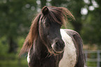 Shetland Pony Portrait