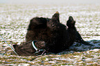 rolling Shetland Pony