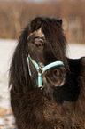 Shetland Pony Portrait