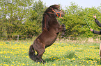 rising Shetland Pony
