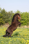 rising Shetland Pony