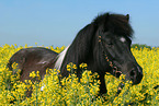 Shetland Pony Portrait