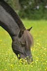 Shetland Pony Portrait