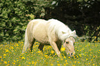 Shetland Pony