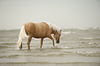 walking Shetland Pony