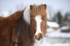 Shetlandpony