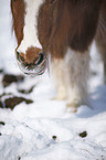 Shetlandpony