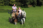 2 Shetland Ponies