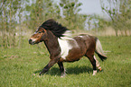 running Shetland Pony