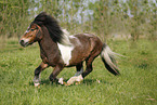 running Shetland Pony
