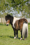 Shetland Pony on meadow