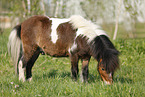 Shetland Pony on meadow