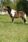 Shetland Pony on meadow