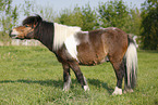 Shetland Pony on meadow