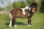 Shetland Pony on meadow