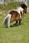 running Shetland Pony