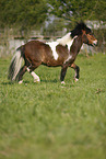 running Shetlandpony