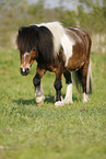 Shetland Pony on meadow