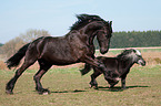 2 horses