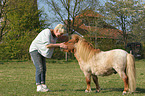 woman and Shetland Pony stallion