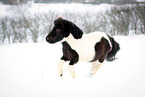 Shetland pony runs through the snow