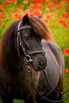 Shetland Pony Portrait