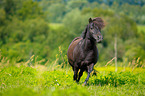 trotting Shetland Pony