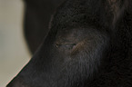 Shetland Pony Foal portrait
