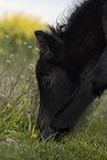 Shetland Pony Foal portrait