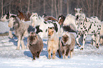 Horse herd in the winter