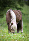 Shetlandpony