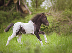 Shetlandpony foal