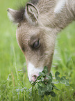 Shetlandpony foal