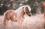 Shetlandpony