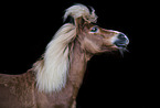 Shetland Pony portrait