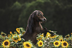 rising Shetland Pony