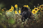 Shetland Pony in the flower field